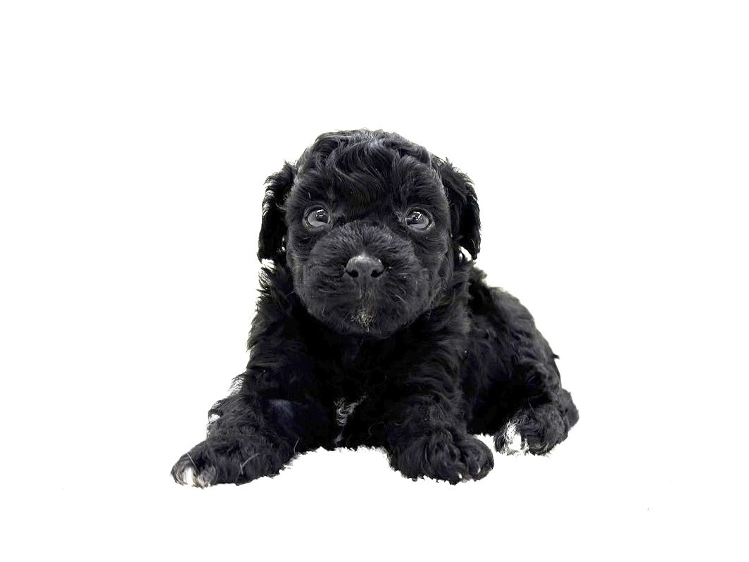 東京都のマルプー(マルチーズ×プードル) (かねだい本町田店/2025年9月26日生まれ/女の子/ブラックホワイト)の子犬の4枚目の画像