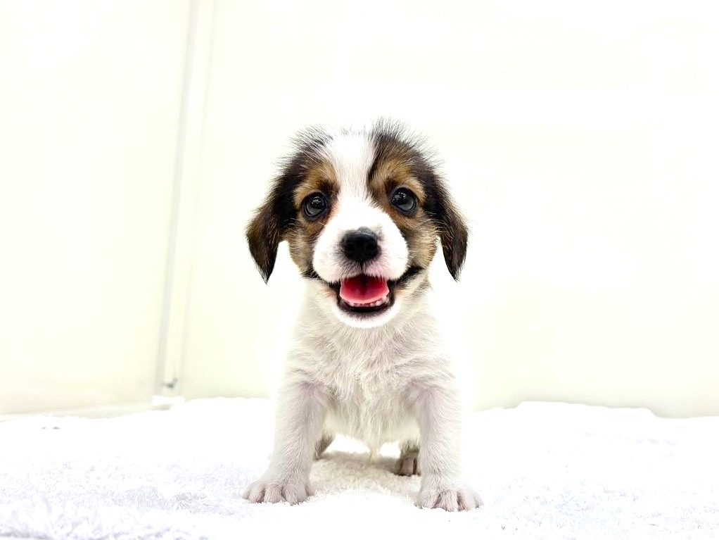 東京都のジャックラッセルテリア (かねだい本町田店/2025年9月26日生まれ/男の子/ホワイトタン)の子犬の1枚目の画像