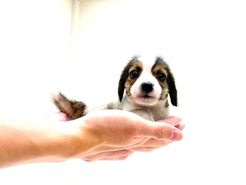 東京都のジャックラッセルテリア (かねだい本町田店/2025年9月26日生まれ/男の子/ホワイトタン)の子犬の2枚目の画像