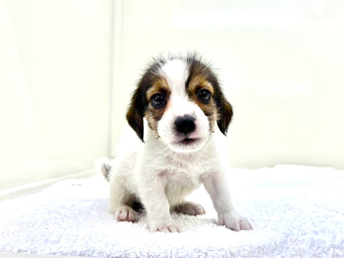 東京都のジャックラッセルテリア (かねだい本町田店/2025年9月26日生まれ/男の子/ホワイトタン)の子犬の3枚目の画像