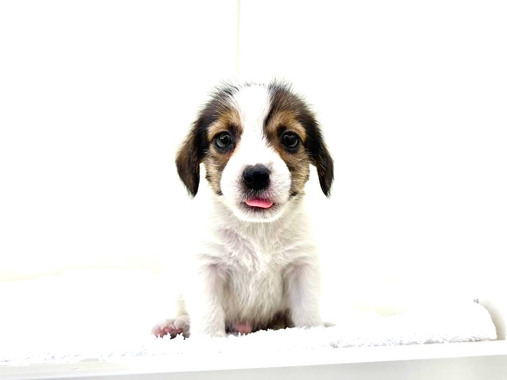 東京都のジャックラッセルテリア (かねだい本町田店/2025年9月26日生まれ/男の子/ホワイトタン)の子犬の4枚目の画像