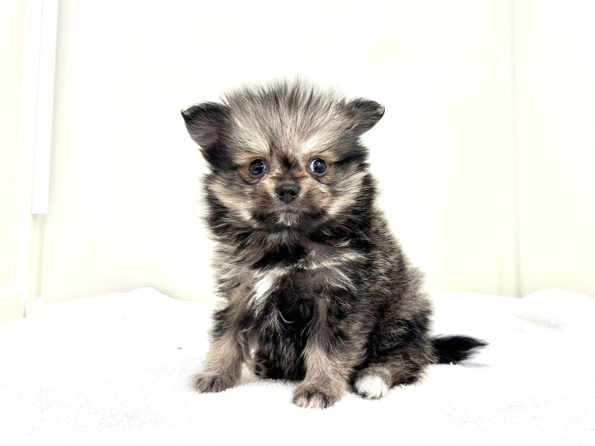 東京都のポメラニアン (かねだい本町田店/2025年9月26日生まれ/男の子/オレンジセーブル)の子犬の2枚目の画像