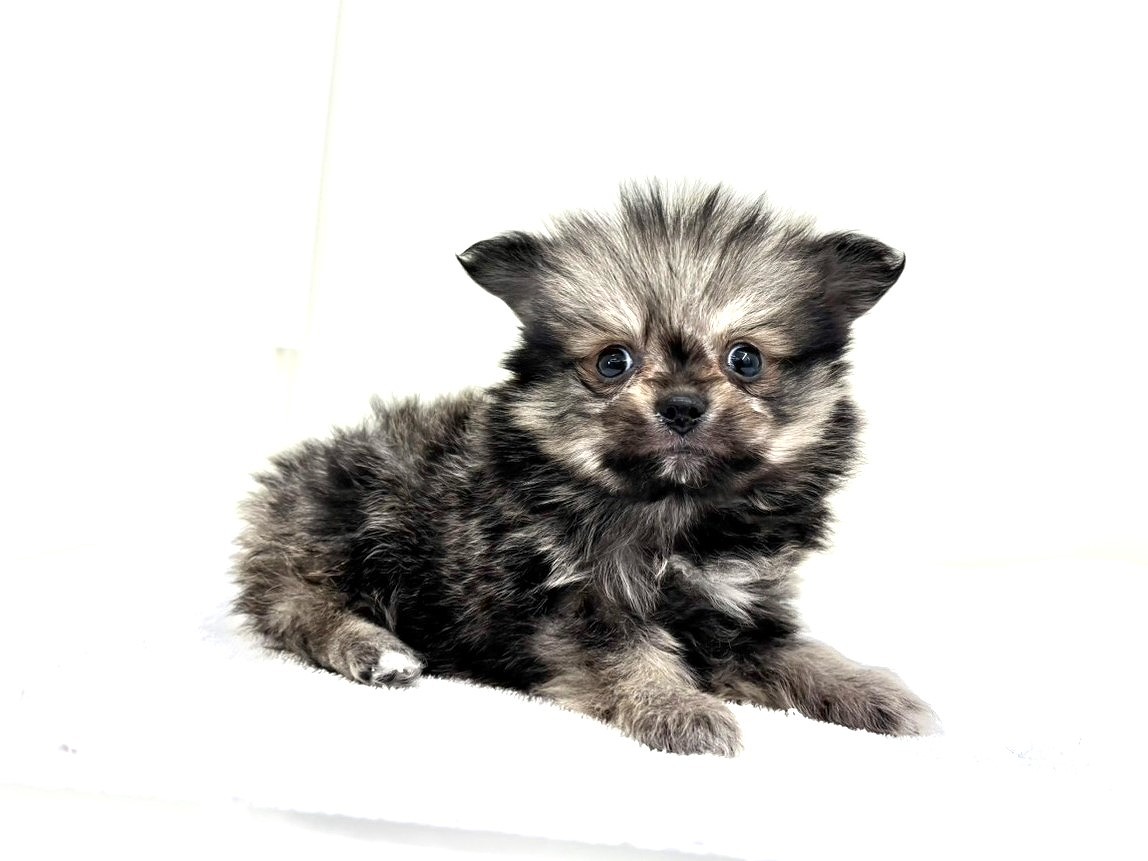 東京都のポメラニアン (かねだい本町田店/2025年9月26日生まれ/男の子/オレンジセーブル)の子犬の3枚目の画像