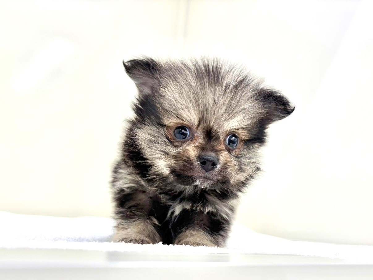 東京都のポメラニアン (かねだい本町田店/2025年9月26日生まれ/男の子/オレンジセーブル)の子犬の4枚目の画像