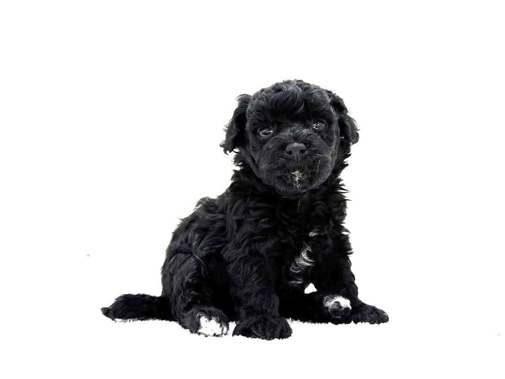 東京都のマルプー(マルチーズ×プードル) (かねだい本町田店/2025年9月26日生まれ/男の子/ブラックホワイト)の子犬の1枚目の画像