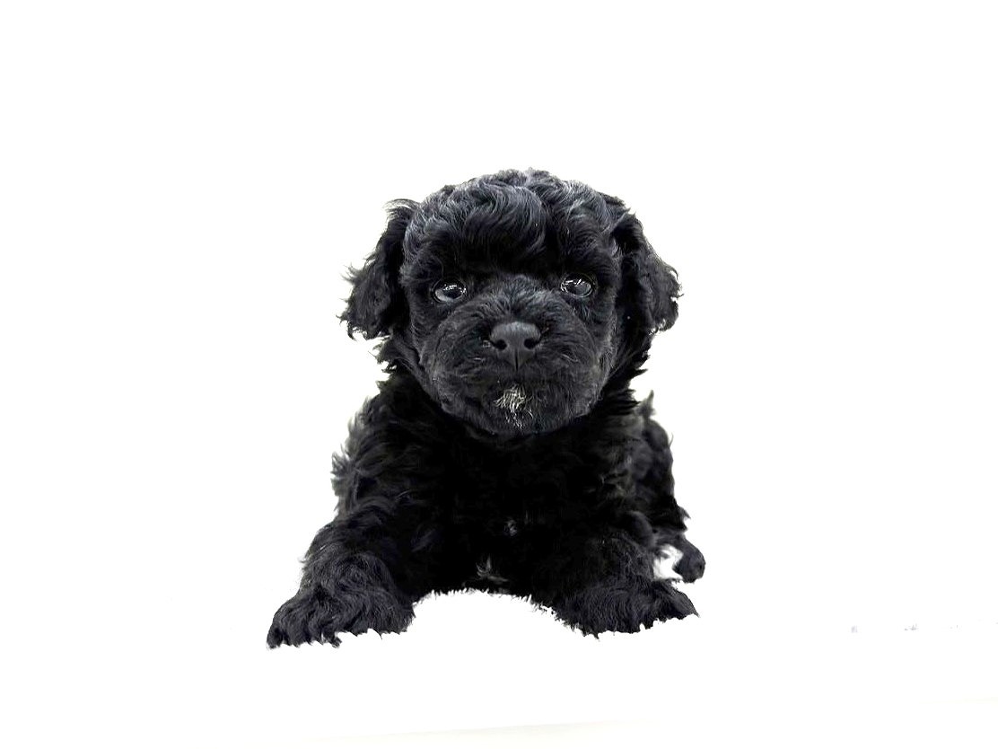 東京都のマルプー(マルチーズ×プードル) (かねだい本町田店/2025年9月26日生まれ/男の子/ブラックホワイト)の子犬の2枚目の画像