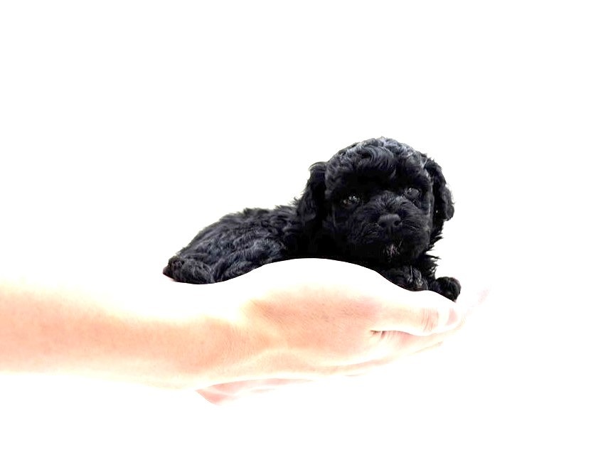 東京都のマルプー(マルチーズ×プードル) (かねだい本町田店/2025年9月26日生まれ/男の子/ブラックホワイト)の子犬の3枚目の画像