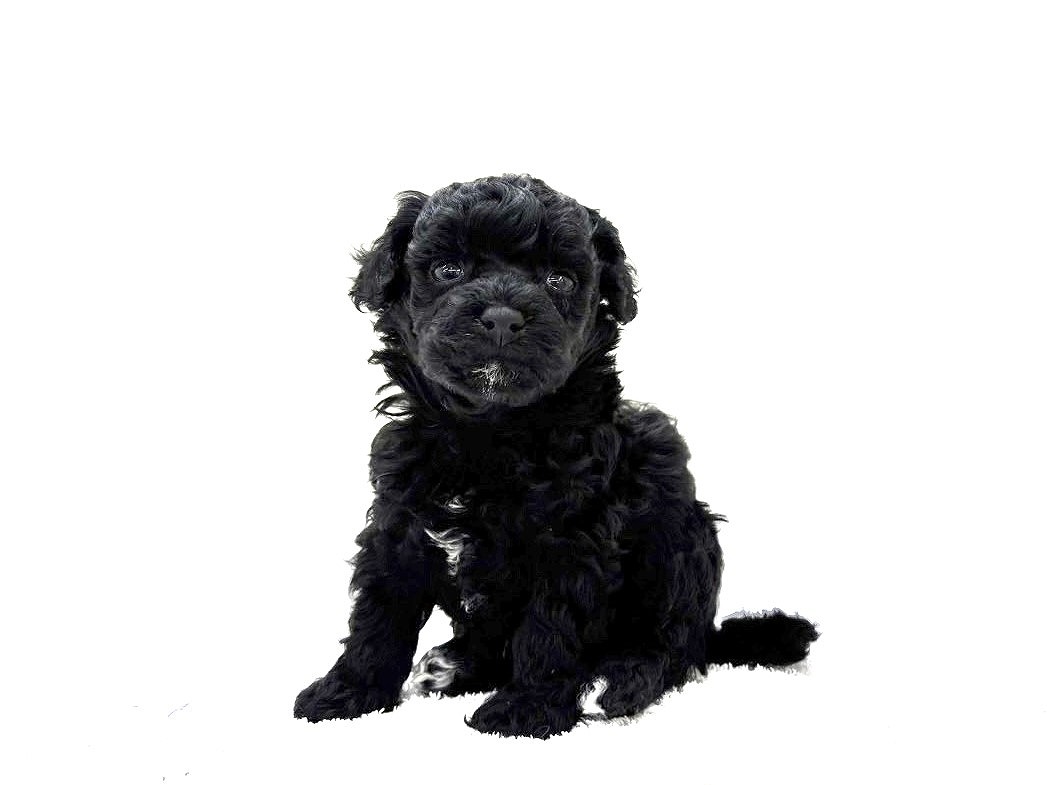 東京都のマルプー(マルチーズ×プードル) (かねだい本町田店/2025年9月26日生まれ/男の子/ブラックホワイト)の子犬の4枚目の画像