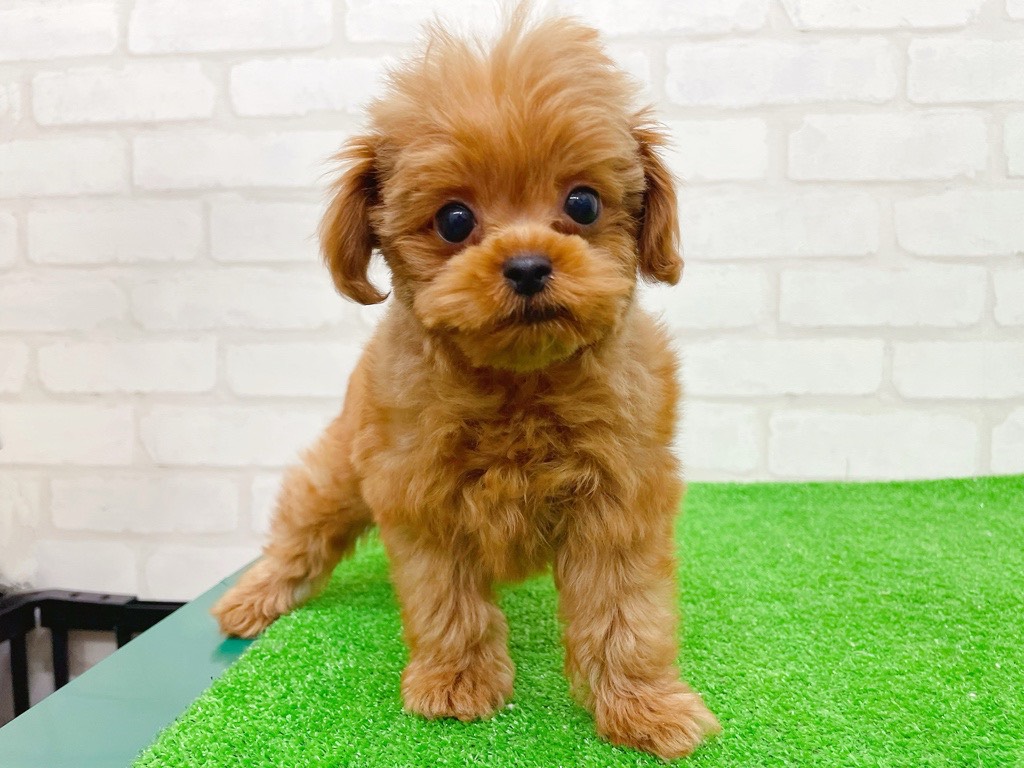 東京都のマルプー(マルチーズ×プードル) (かねだい立川店/2025年8月29日生まれ/男の子/レッド)の子犬の1枚目の画像