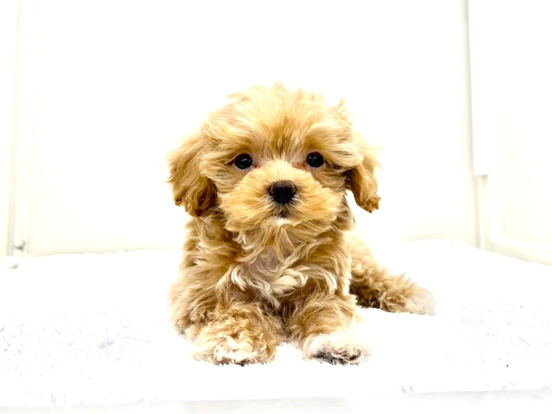 東京都のマルプー(マルチーズ×プードル) (かねだい本町田店/2025年9月26日生まれ/男の子/アプリコットホワイト)の子犬の1枚目の画像