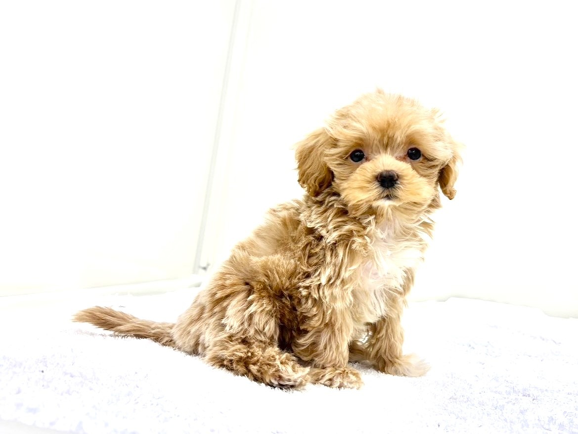 東京都のマルプー(マルチーズ×プードル) (かねだい本町田店/2025年9月26日生まれ/男の子/アプリコットホワイト)の子犬の3枚目の画像