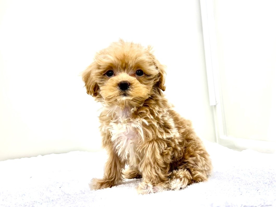 東京都のマルプー(マルチーズ×プードル) (かねだい本町田店/2025年9月26日生まれ/男の子/アプリコットホワイト)の子犬の4枚目の画像