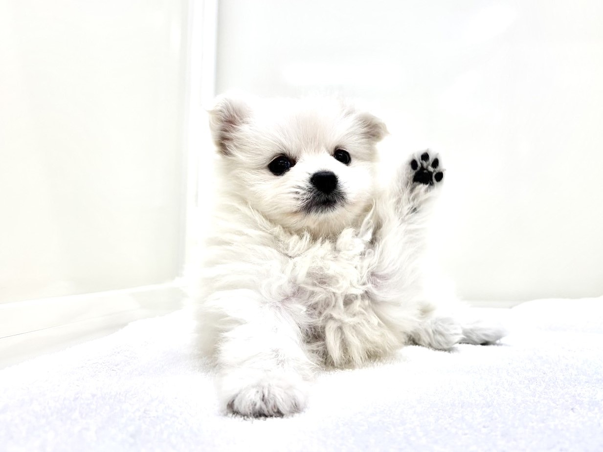 東京都のポメラニアン (かねだい本町田店/2025年9月26日生まれ/男の子/クリーム)の子犬の3枚目の画像