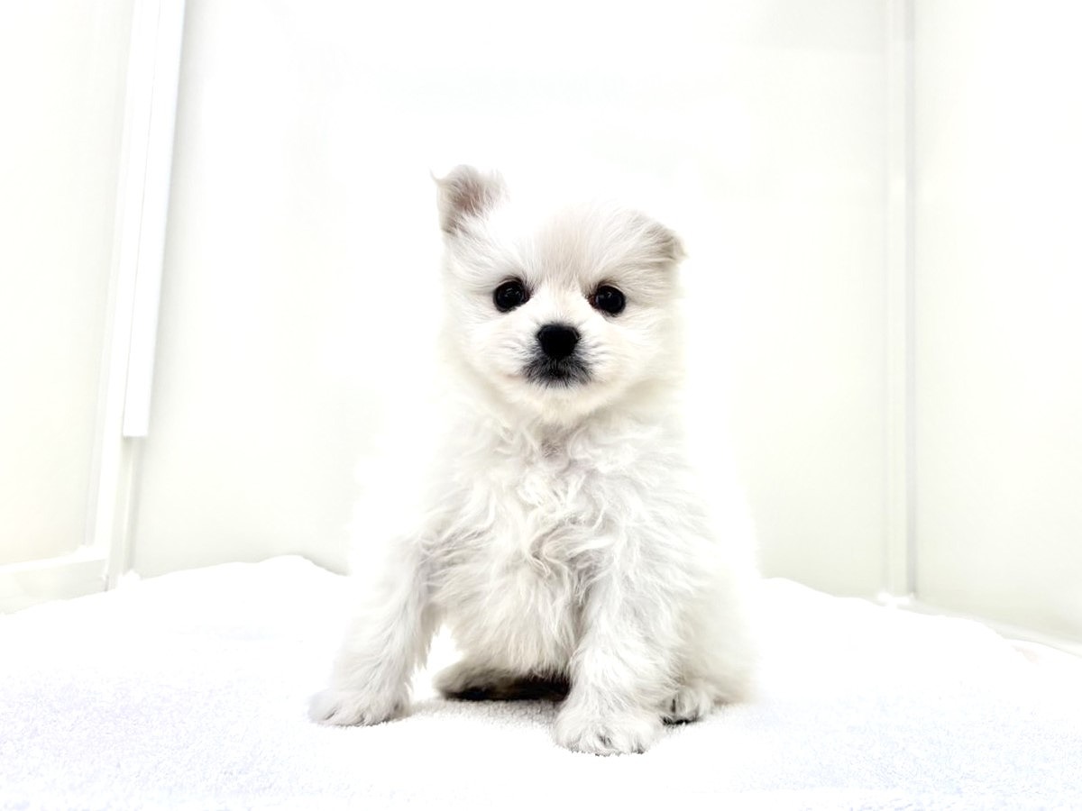 東京都のポメラニアン (かねだい本町田店/2025年9月26日生まれ/男の子/クリーム)の子犬の4枚目の画像