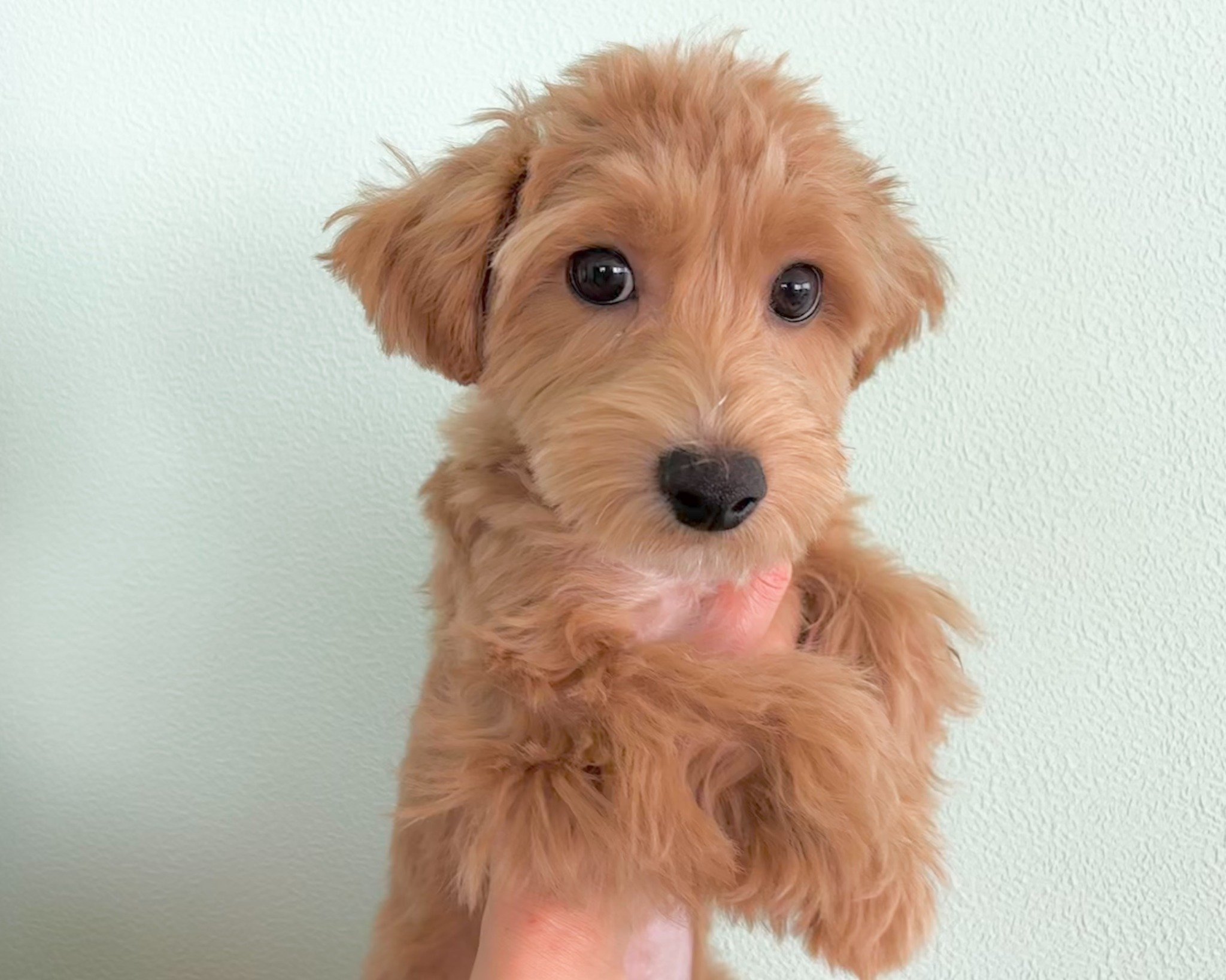 群馬県のマルプー(マルチーズ×プードル) (かねだいペットトライアル桐生/2025年7月14日生まれ/男の子/アプリコット)の子犬の1枚目の画像