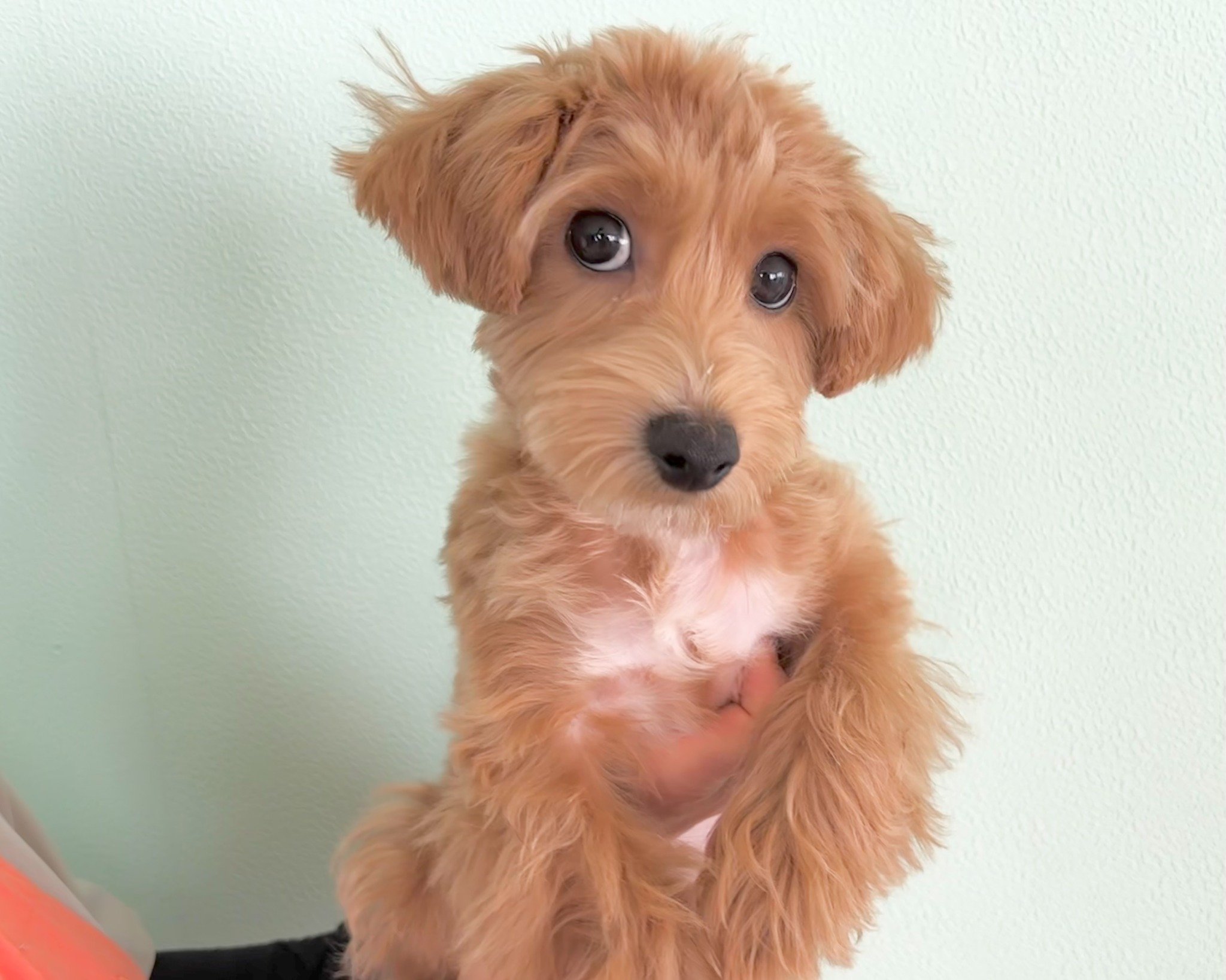 群馬県のマルプー(マルチーズ×プードル) (かねだいペットトライアル桐生/2025年7月14日生まれ/男の子/アプリコット)の子犬の3枚目の画像