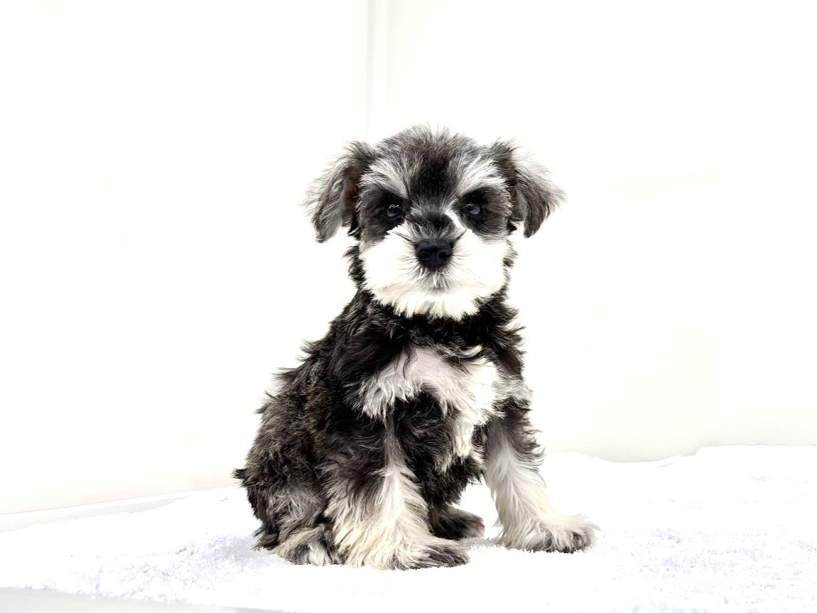 東京都のミニチュアシュナウザー (かねだい本町田店/2025年9月26日生まれ/男の子/ソルトペッパー)の子犬の1枚目の画像