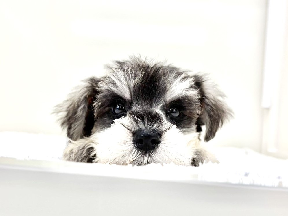 東京都のミニチュアシュナウザー (かねだい本町田店/2025年9月26日生まれ/男の子/ソルトペッパー)の子犬の2枚目の画像