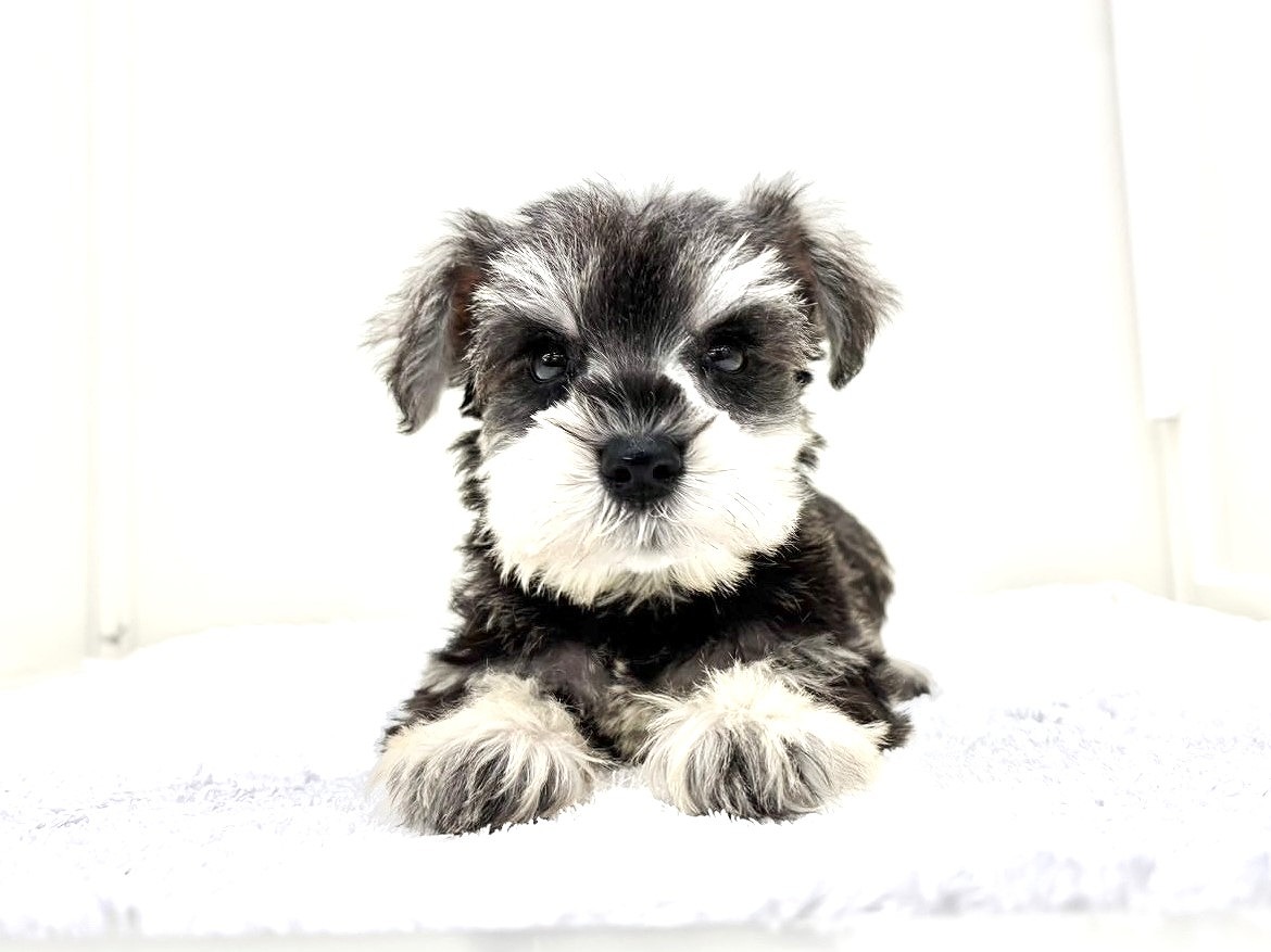 東京都のミニチュアシュナウザー (かねだい本町田店/2025年9月26日生まれ/男の子/ソルトペッパー)の子犬の4枚目の画像