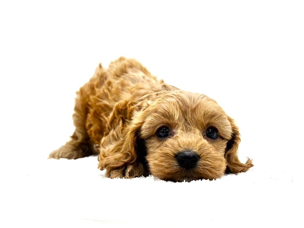 東京都のキャバプー(キャバリア×プードル) (かねだい本町田店/2025年9月28日生まれ/女の子/ルビー)の子犬の1枚目の画像