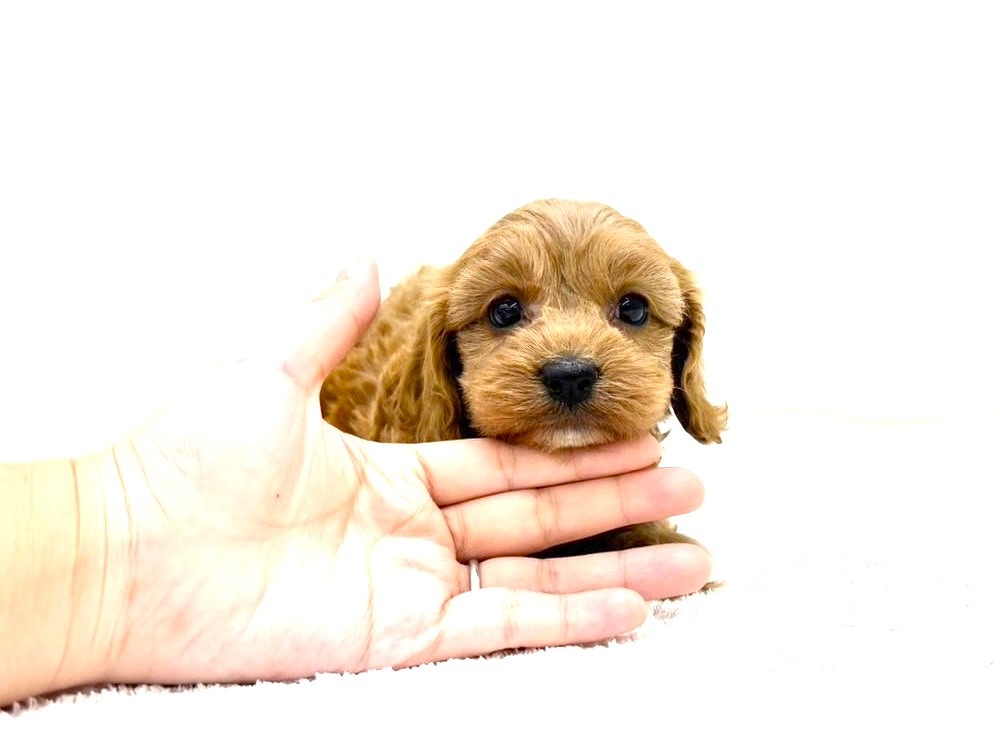 東京都のキャバプー(キャバリア×プードル) (かねだい本町田店/2025年9月28日生まれ/女の子/ルビー)の子犬の3枚目の画像