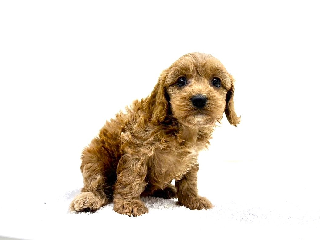 東京都のキャバプー(キャバリア×プードル) (かねだい本町田店/2025年9月28日生まれ/女の子/ルビー)の子犬の4枚目の画像