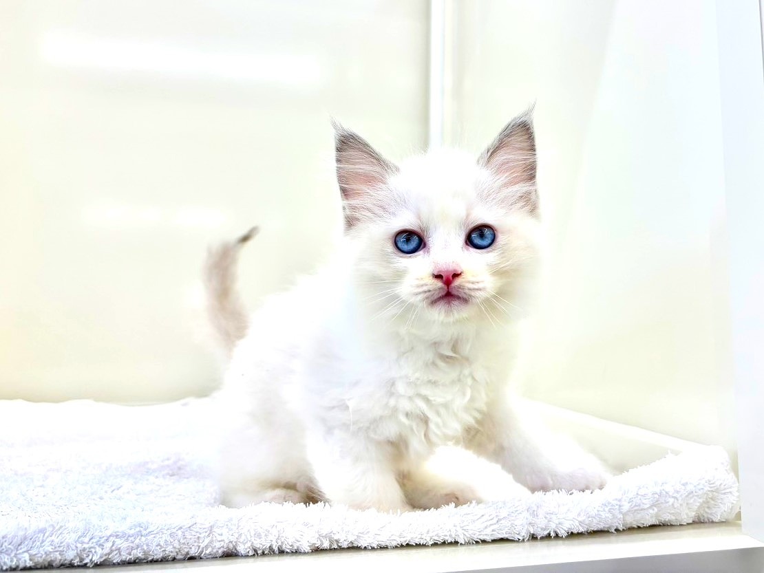 東京都のラグドール (かねだい本町田店/2025年9月27日生まれ/男の子/ブルーポイントバイカラー)の子猫の1枚目の画像