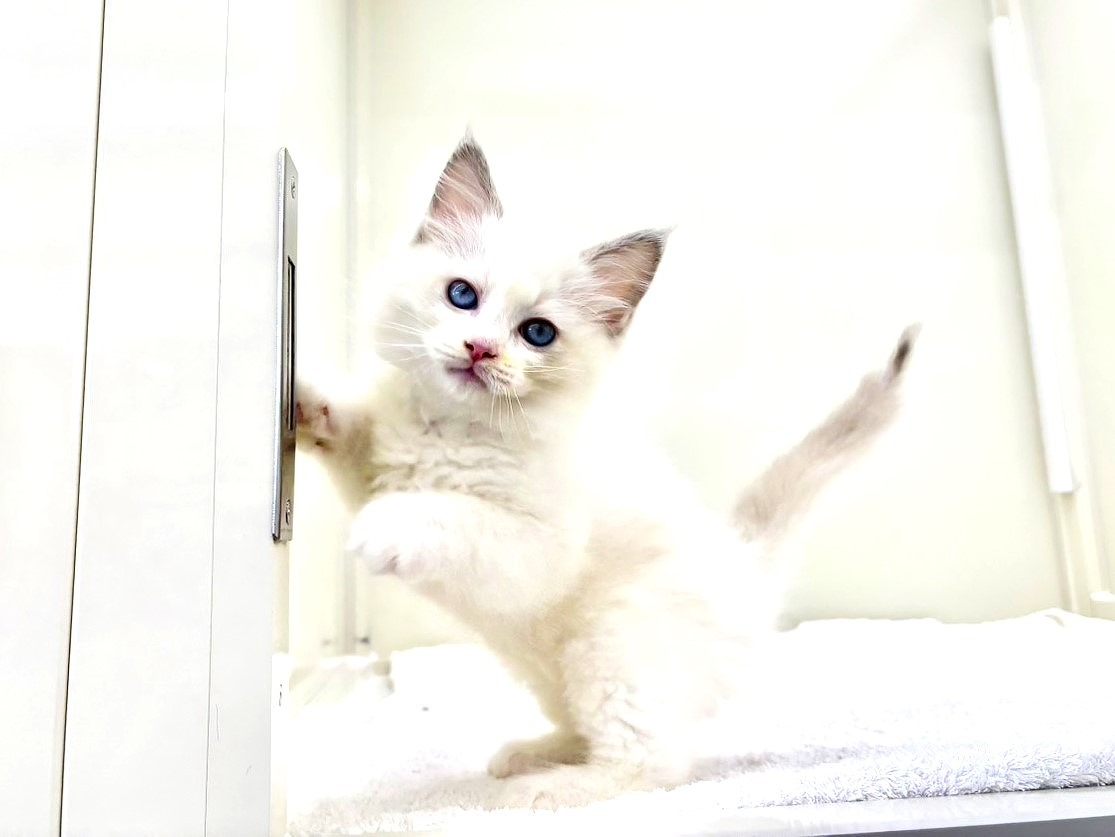 東京都のラグドール (かねだい本町田店/2025年9月27日生まれ/男の子/ブルーポイントバイカラー)の子猫の2枚目の画像