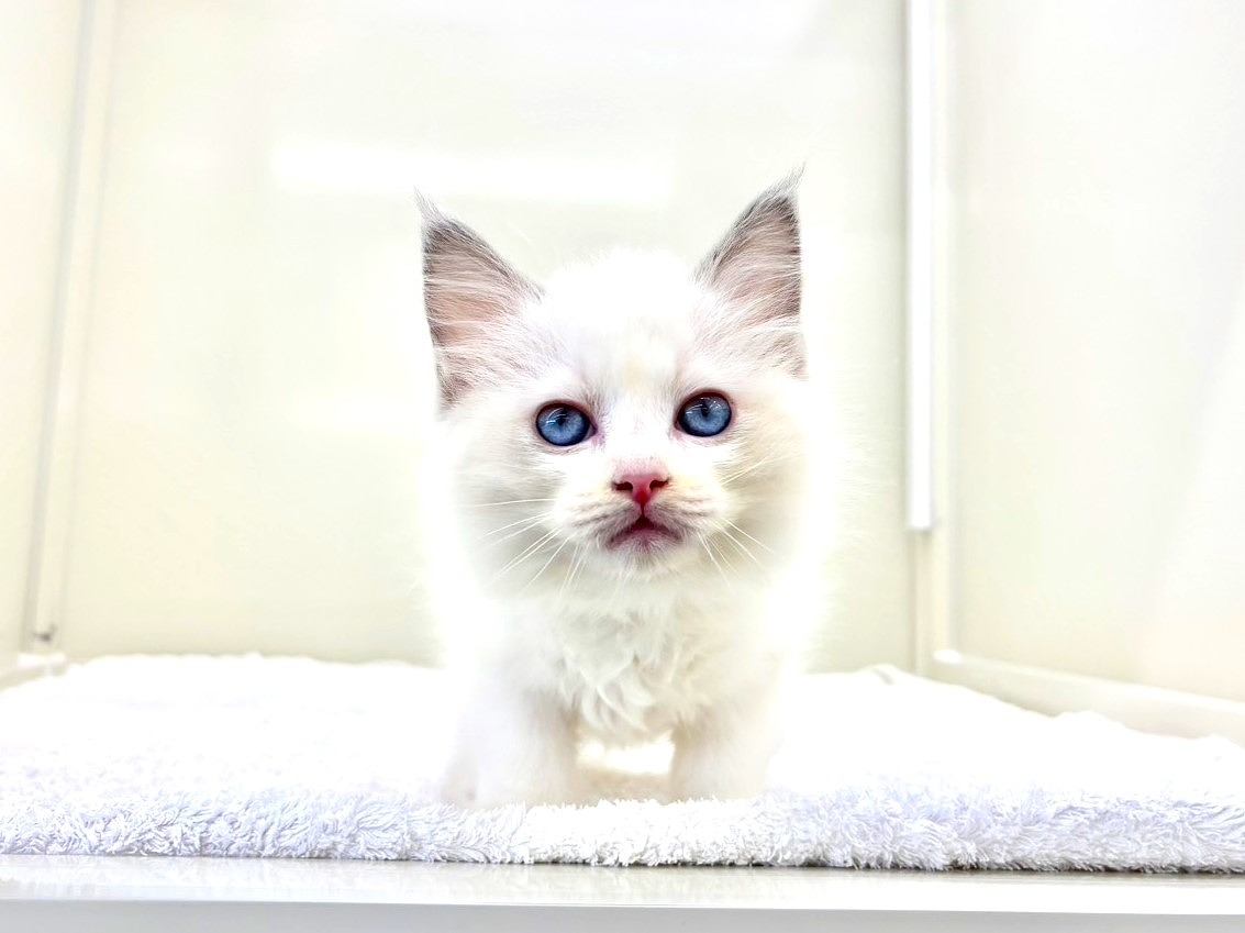 東京都のラグドール (かねだい本町田店/2025年9月27日生まれ/男の子/ブルーポイントバイカラー)の子猫の3枚目の画像