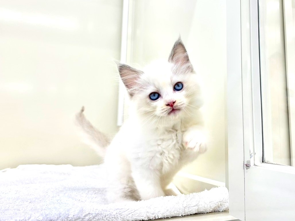 東京都のラグドール (かねだい本町田店/2025年9月27日生まれ/男の子/ブルーポイントバイカラー)の子猫の4枚目の画像
