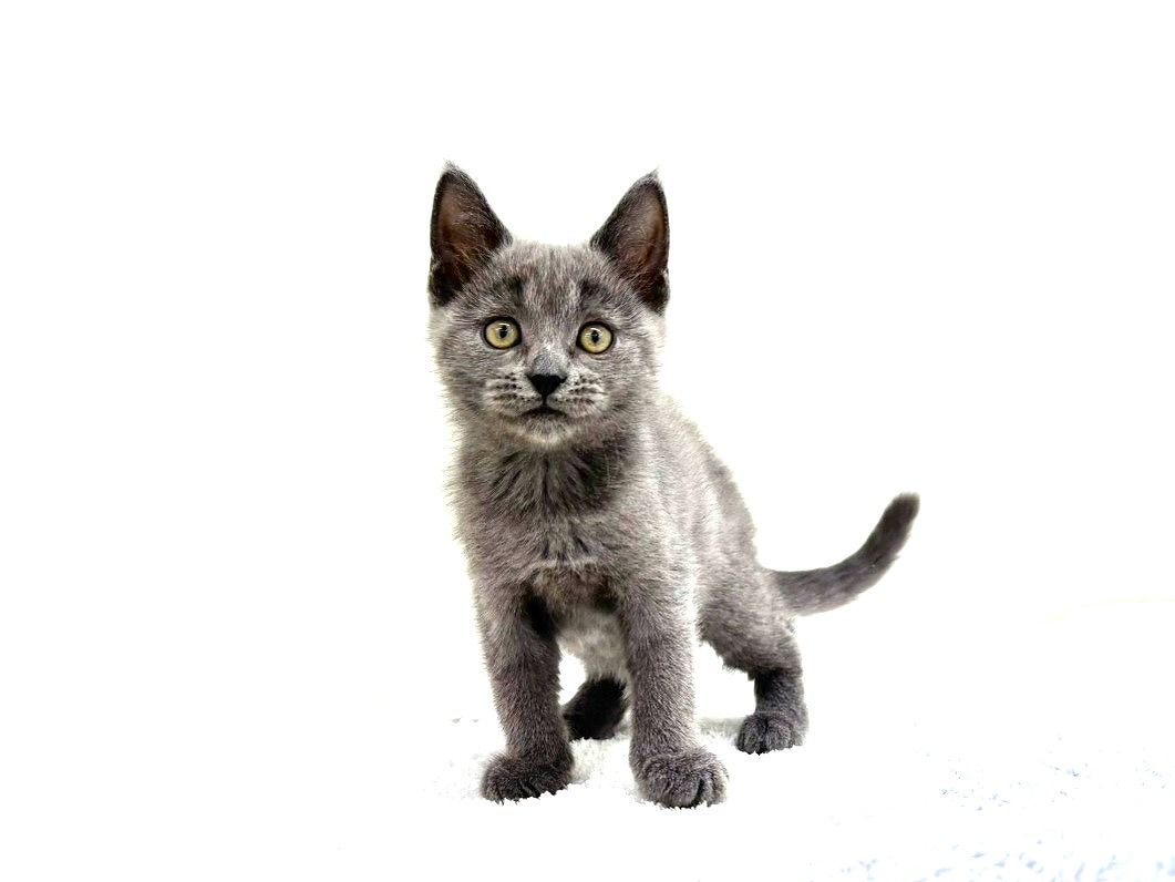 東京都のハーフ猫・ミックス猫 (かねだい本町田店/2025年9月25日生まれ/女の子/ブルー)の子猫の2枚目の画像