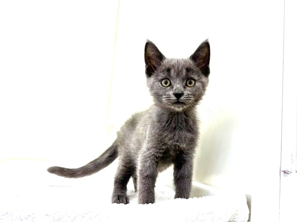 東京都のハーフ猫・ミックス猫 (かねだい本町田店/2025年9月25日生まれ/女の子/ブルー)の子猫の3枚目の画像