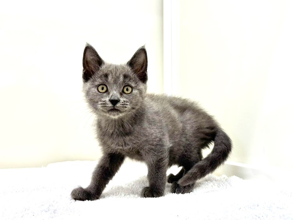 東京都のハーフ猫・ミックス猫 (かねだい本町田店/2025年9月25日生まれ/女の子/ブルー)の子猫の4枚目の画像