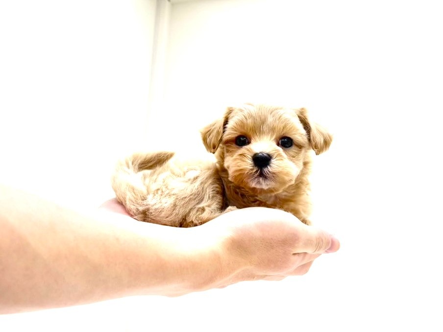 東京都のマルプー(マルチーズ×プードル) (かねだい本町田店/2025年9月26日生まれ/男の子/アプリコットホワイト)の子犬の1枚目の画像