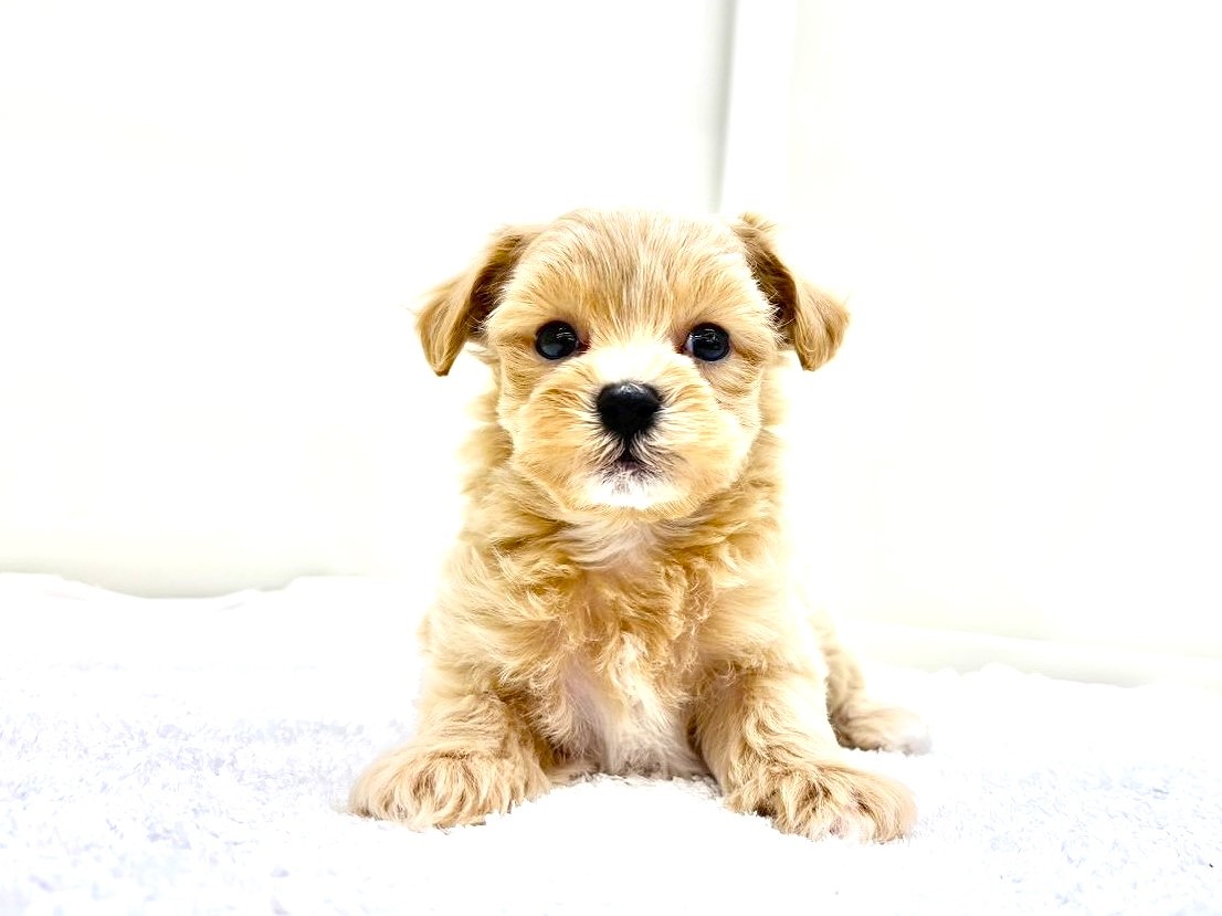 東京都のマルプー(マルチーズ×プードル) (かねだい本町田店/2025年9月26日生まれ/男の子/アプリコットホワイト)の子犬の2枚目の画像