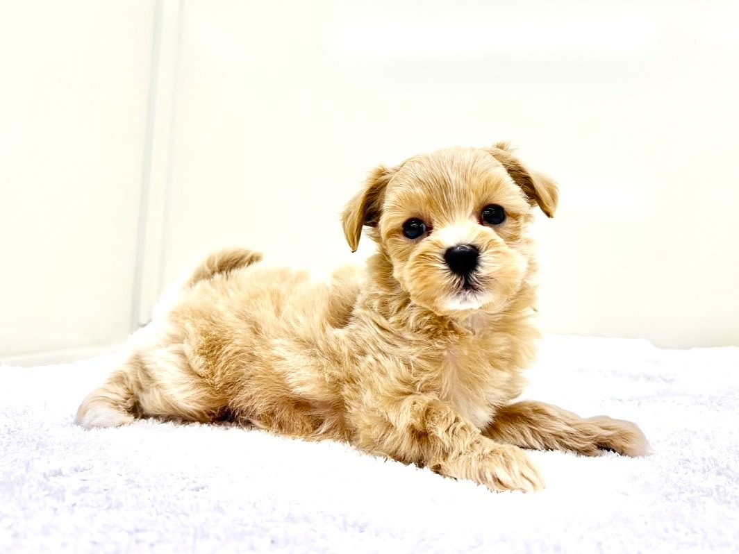 東京都のマルプー(マルチーズ×プードル) (かねだい本町田店/2025年9月26日生まれ/男の子/アプリコットホワイト)の子犬の3枚目の画像