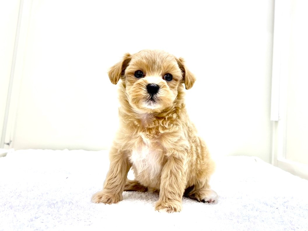 東京都のマルプー(マルチーズ×プードル) (かねだい本町田店/2025年9月26日生まれ/男の子/アプリコットホワイト)の子犬の4枚目の画像