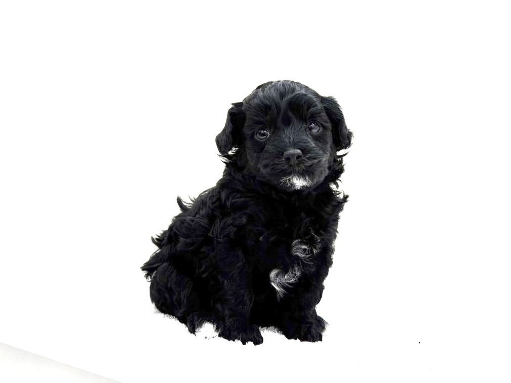 東京都のマルプー(マルチーズ×プードル) (かねだい本町田店/2025年9月26日生まれ/女の子/ブラックホワイト)の子犬の1枚目の画像