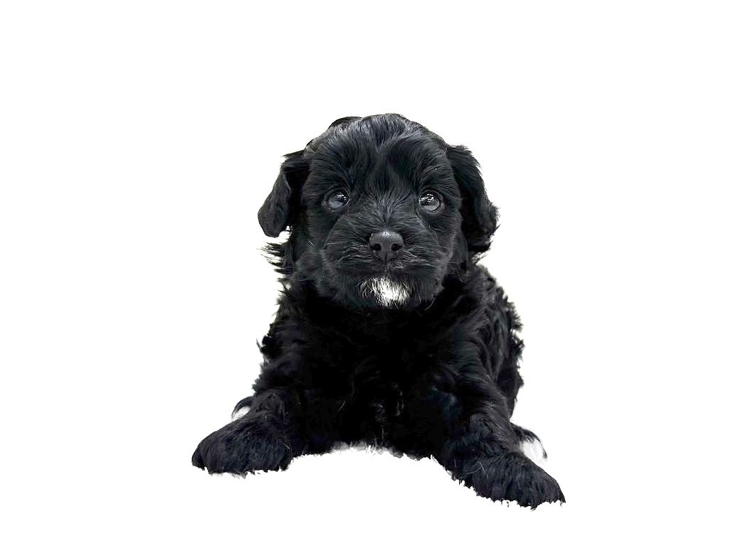 東京都のマルプー(マルチーズ×プードル) (かねだい本町田店/2025年9月26日生まれ/女の子/ブラックホワイト)の子犬の2枚目の画像