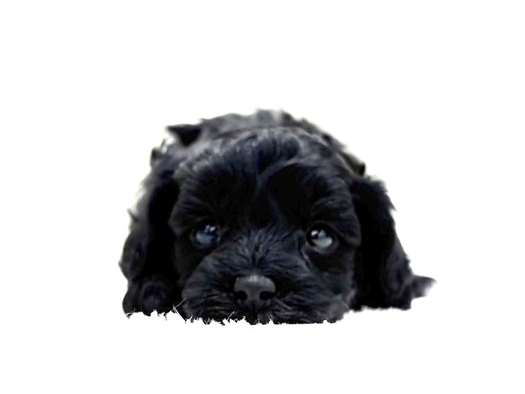 東京都のマルプー(マルチーズ×プードル) (かねだい本町田店/2025年9月26日生まれ/女の子/ブラックホワイト)の子犬の4枚目の画像