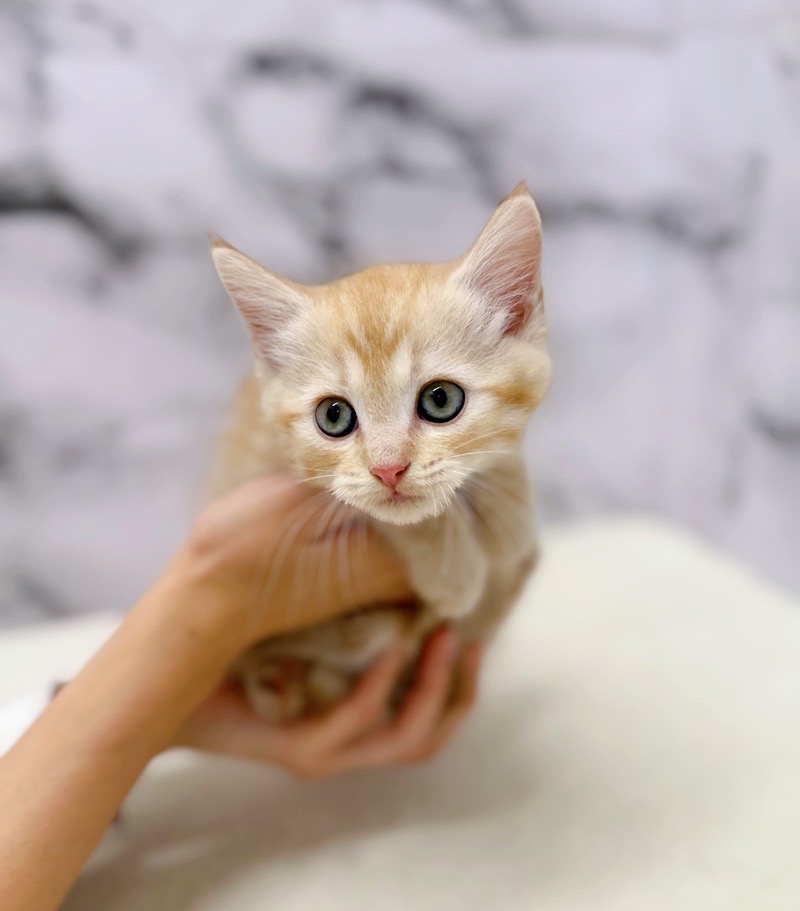 神奈川県のマンチカン (かねだい東戸塚店/2025年9月26日生まれ/男の子/レッドタビー)の子猫の2枚目の画像