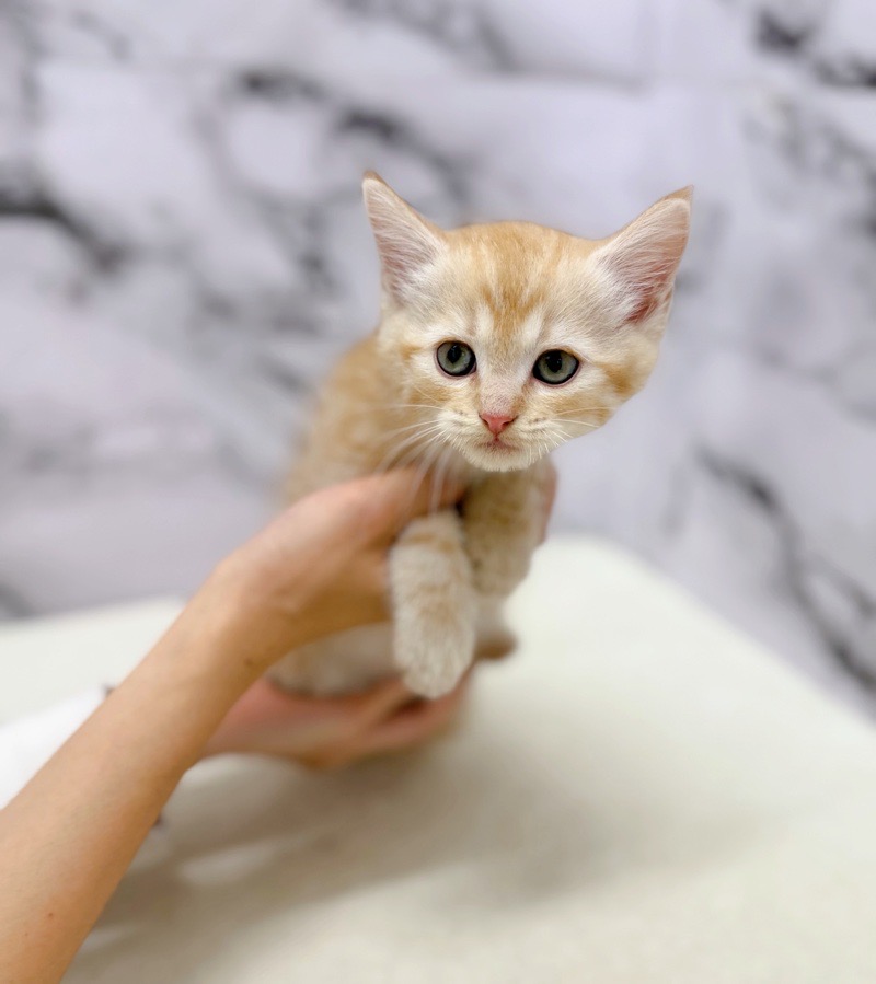 神奈川県のマンチカン (かねだい東戸塚店/2025年9月26日生まれ/男の子/レッドタビー)の子猫の3枚目の画像