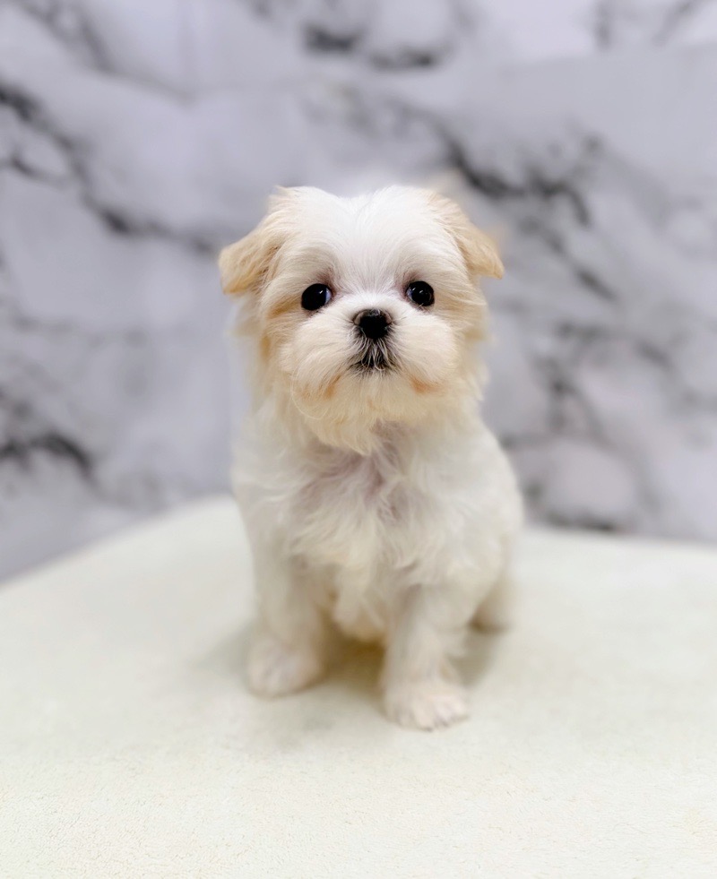 神奈川県のマルズー/マルシーズ(マルチーズ×シーズー) (かねだい東戸塚店/2025年9月27日生まれ/女の子/ホワイトクリーム)の子犬の2枚目の画像