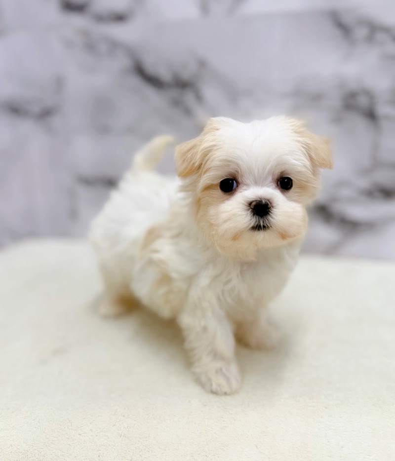 神奈川県のマルズー/マルシーズ(マルチーズ×シーズー) (かねだい東戸塚店/2025年9月27日生まれ/女の子/ホワイトクリーム)の子犬の3枚目の画像