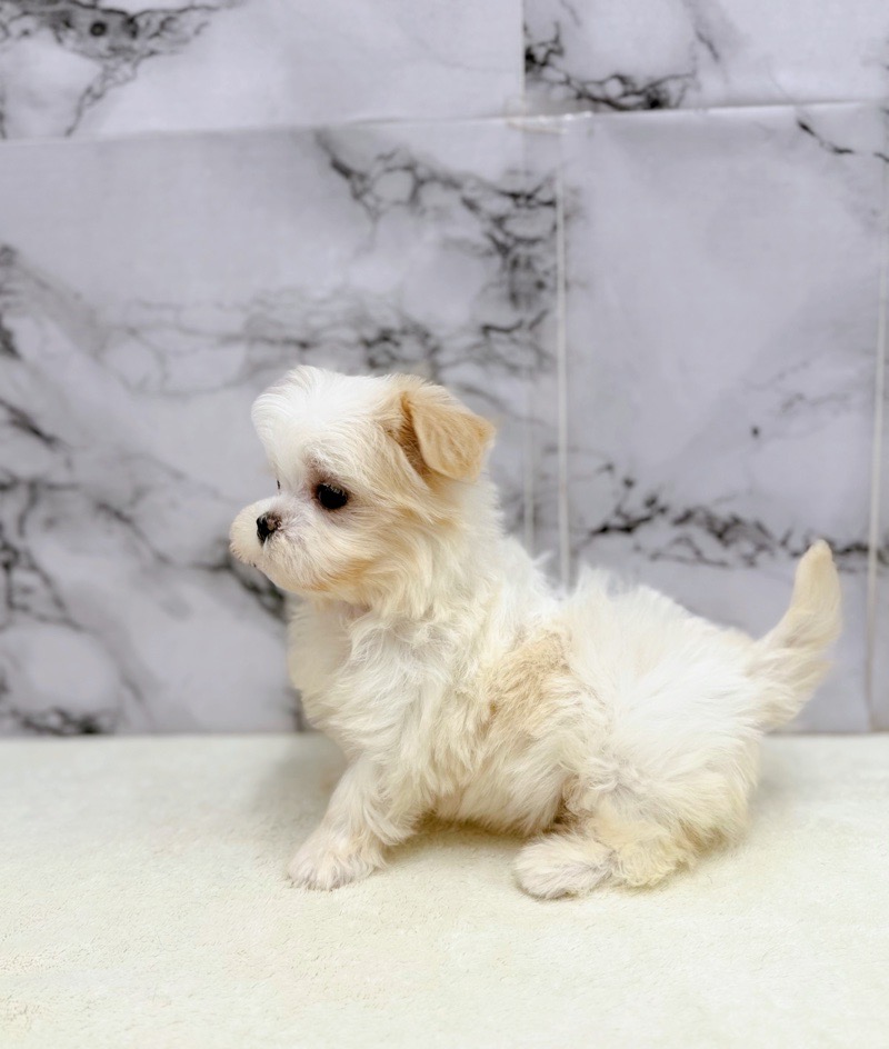 神奈川県のマルズー/マルシーズ(マルチーズ×シーズー) (かねだい東戸塚店/2025年9月27日生まれ/女の子/ホワイトクリーム)の子犬の4枚目の画像