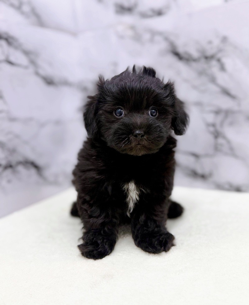 神奈川県のマルプー(マルチーズ×プードル) (かねだい東戸塚店/2025年9月28日生まれ/男の子/ブラック)の子犬の1枚目の画像