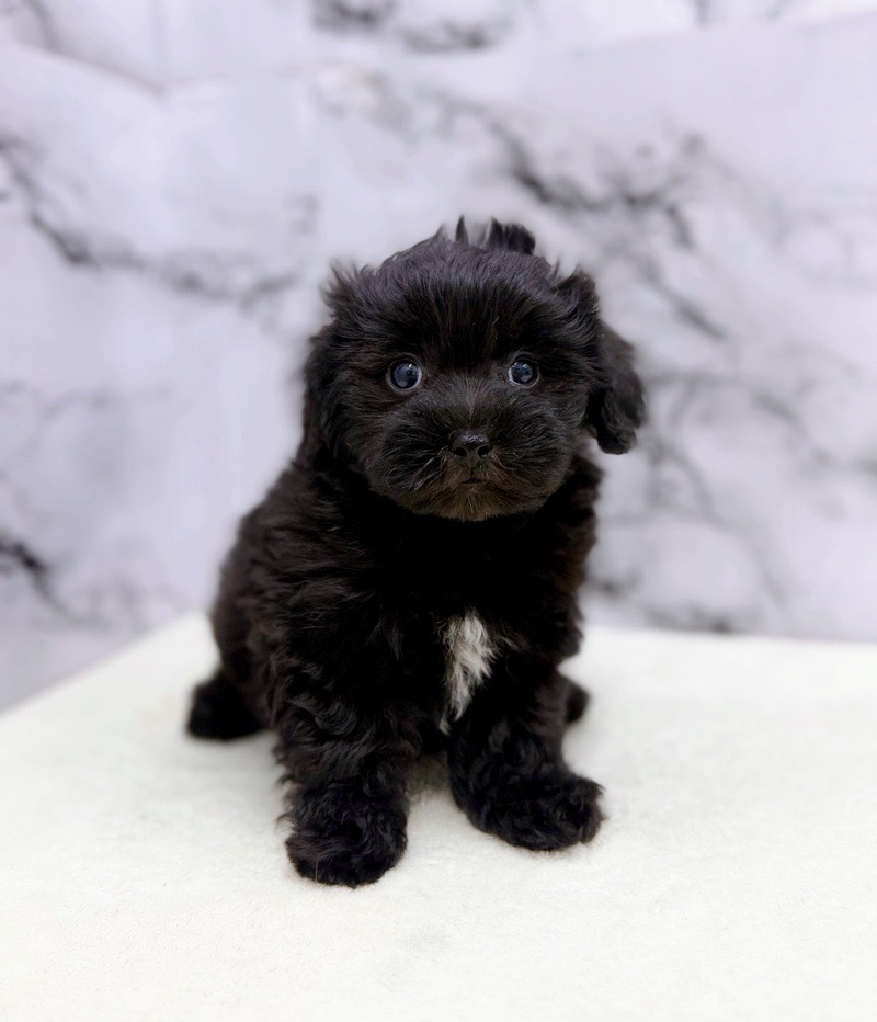 神奈川県のマルプー(マルチーズ×プードル) (かねだい東戸塚店/2025年9月28日生まれ/男の子/ブラック)の子犬の2枚目の画像