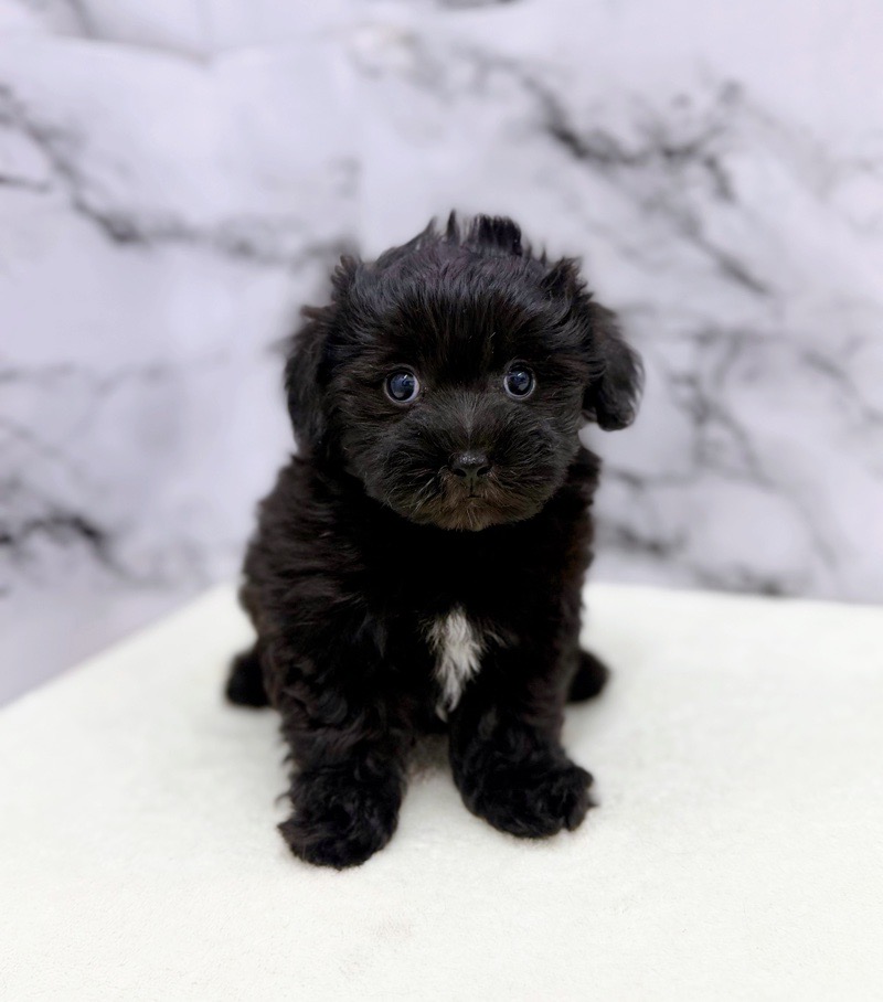 神奈川県のマルプー(マルチーズ×プードル) (かねだい東戸塚店/2025年9月28日生まれ/男の子/ブラック)の子犬の3枚目の画像