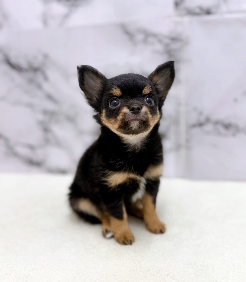 神奈川県のチワワ(ロング) (かねだい東戸塚店/2025年9月27日生まれ/男の子/ブラックタンホワイト)の子犬の1枚目の画像