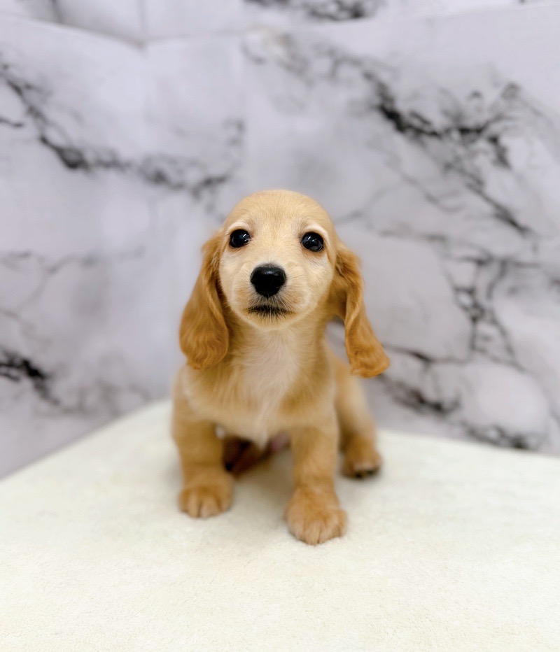 神奈川県のミニチュアダックスフンド(ロング) (かねだい東戸塚店/2025年9月25日生まれ/男の子/ゴールド)の子犬の1枚目の画像